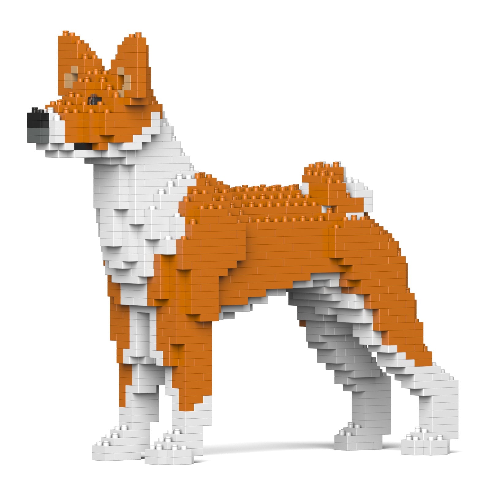 Basenji fox best sale