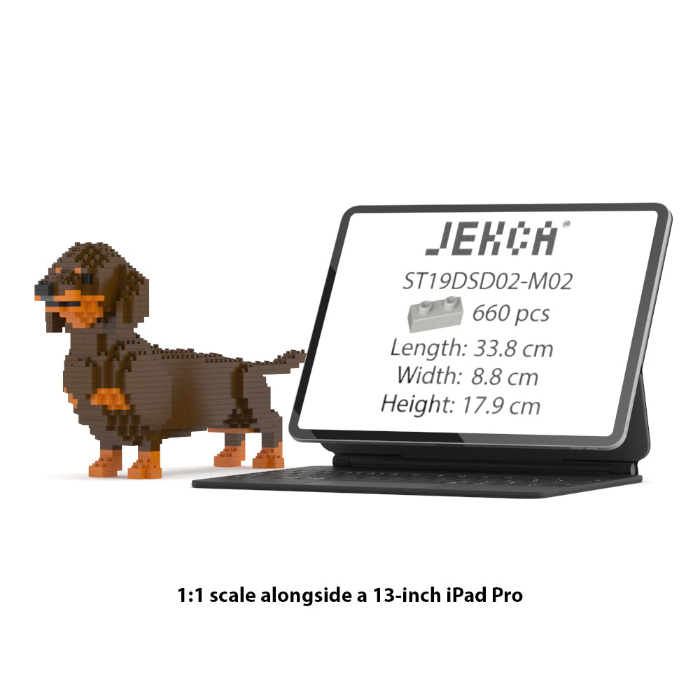 Dachshund 02-M02