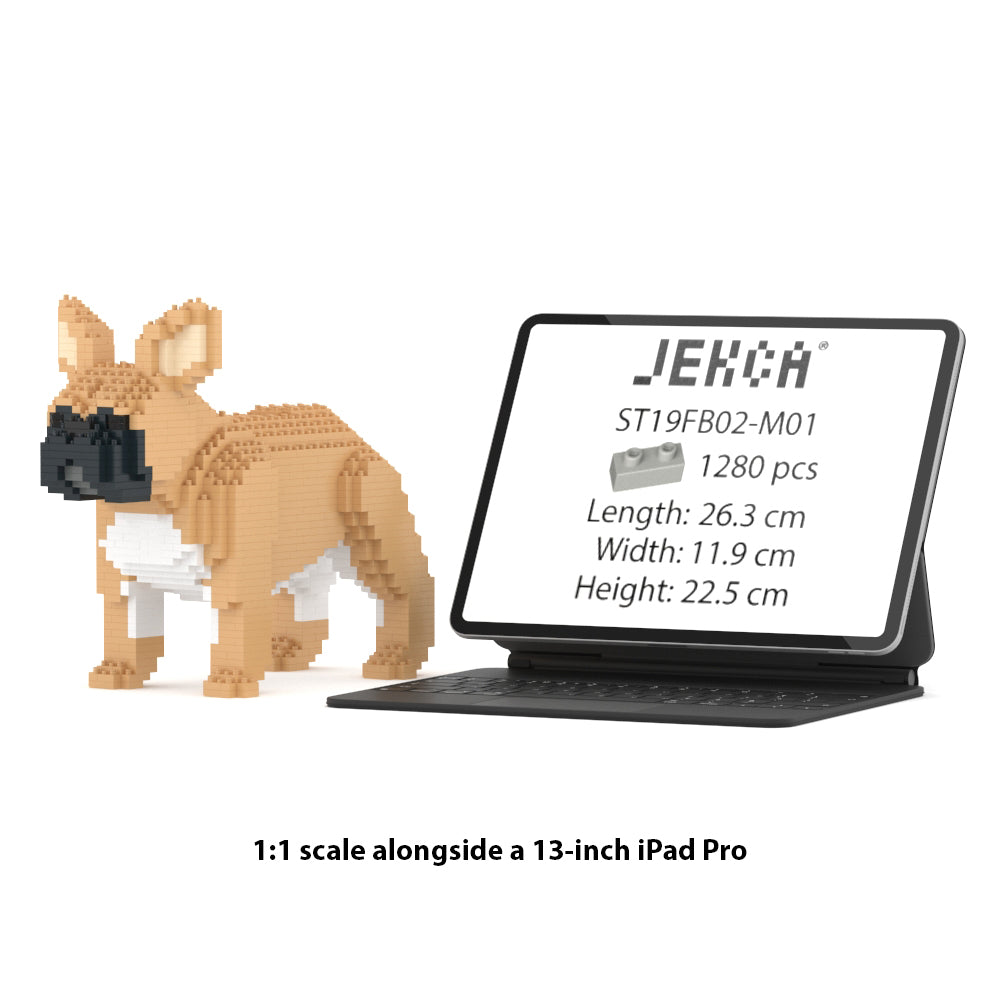 French Bulldog 02-M01