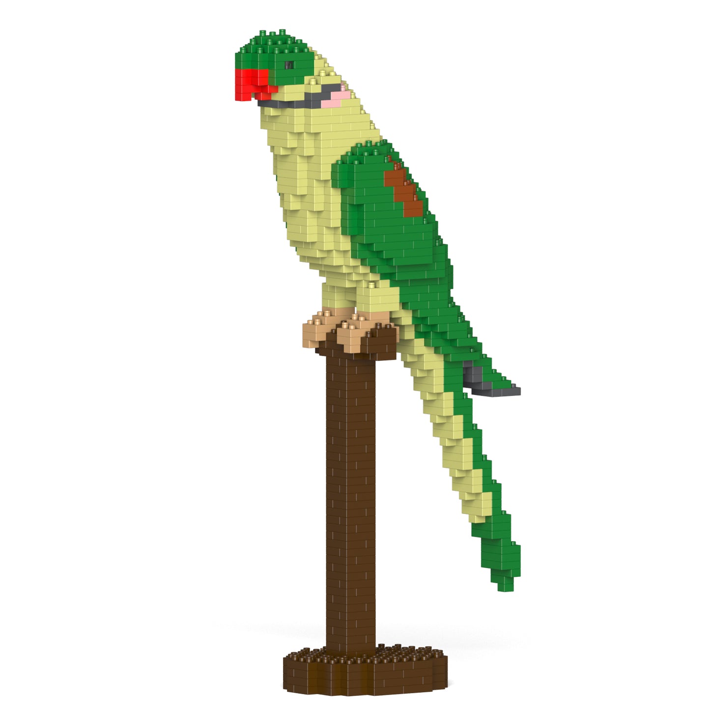 Alexandrine Parrot 01S