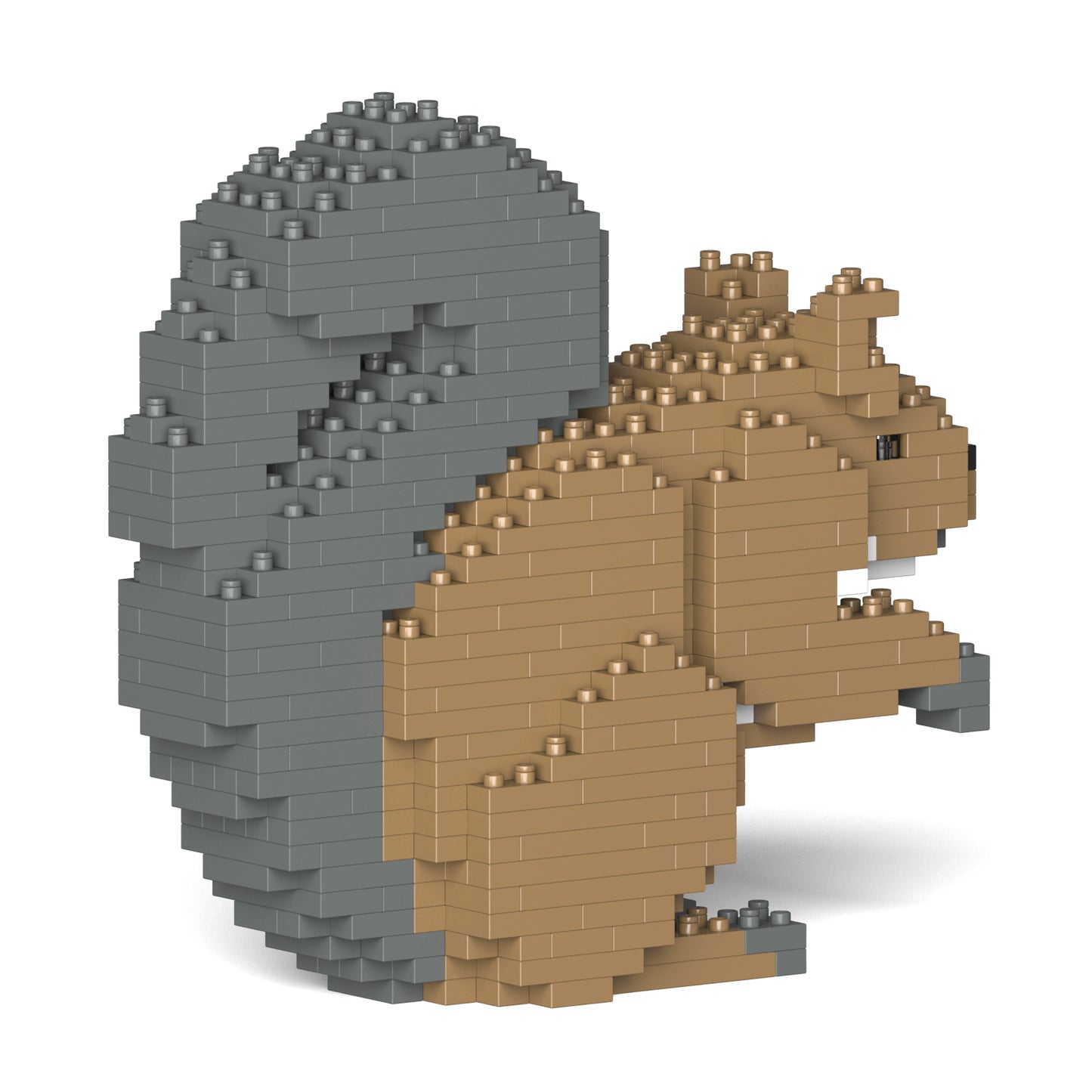 Squirrel 01