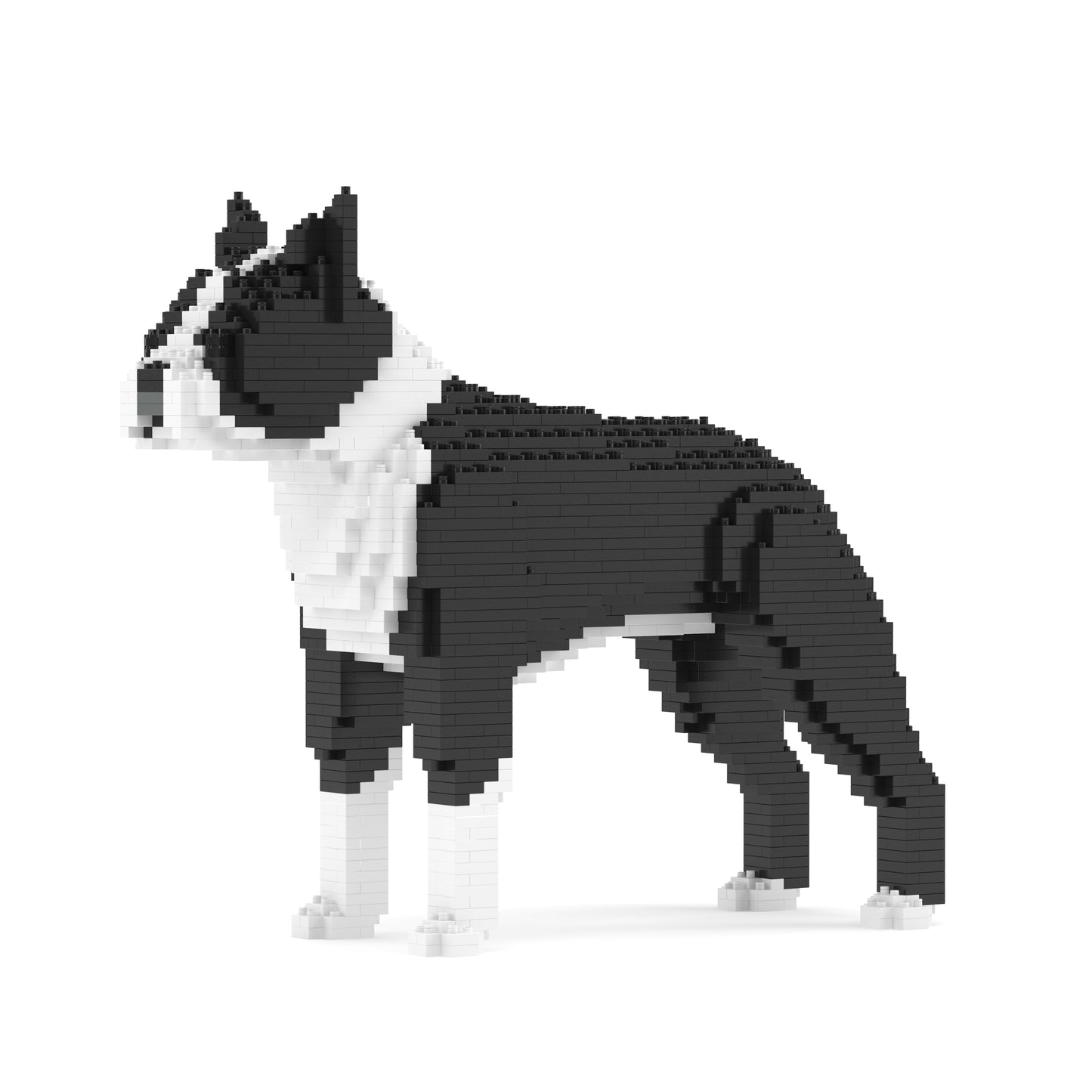 Boston Terrier 01-M01B