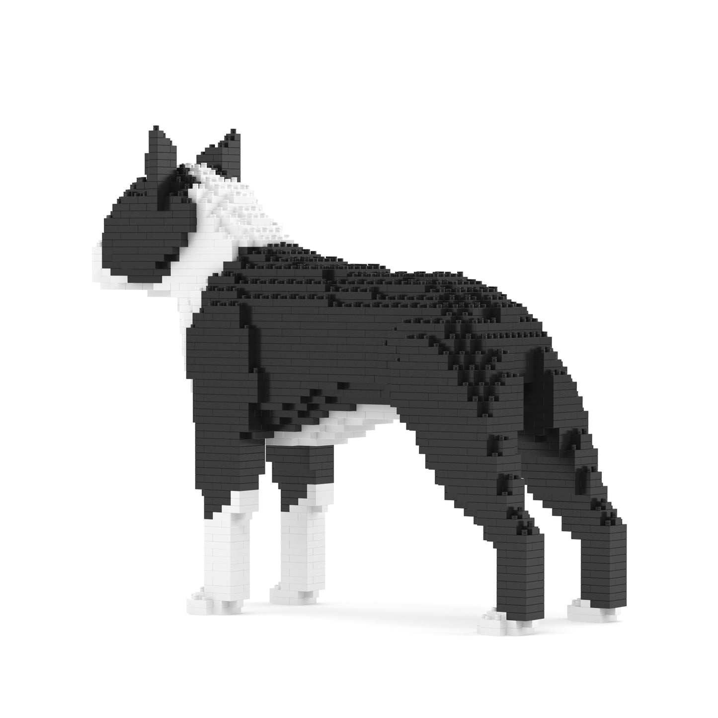 Boston Terrier 01-M01B