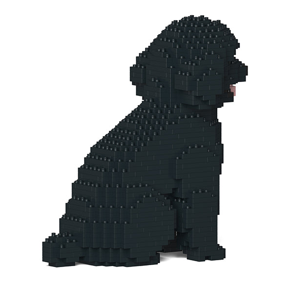 Toy Poodle 03-M02