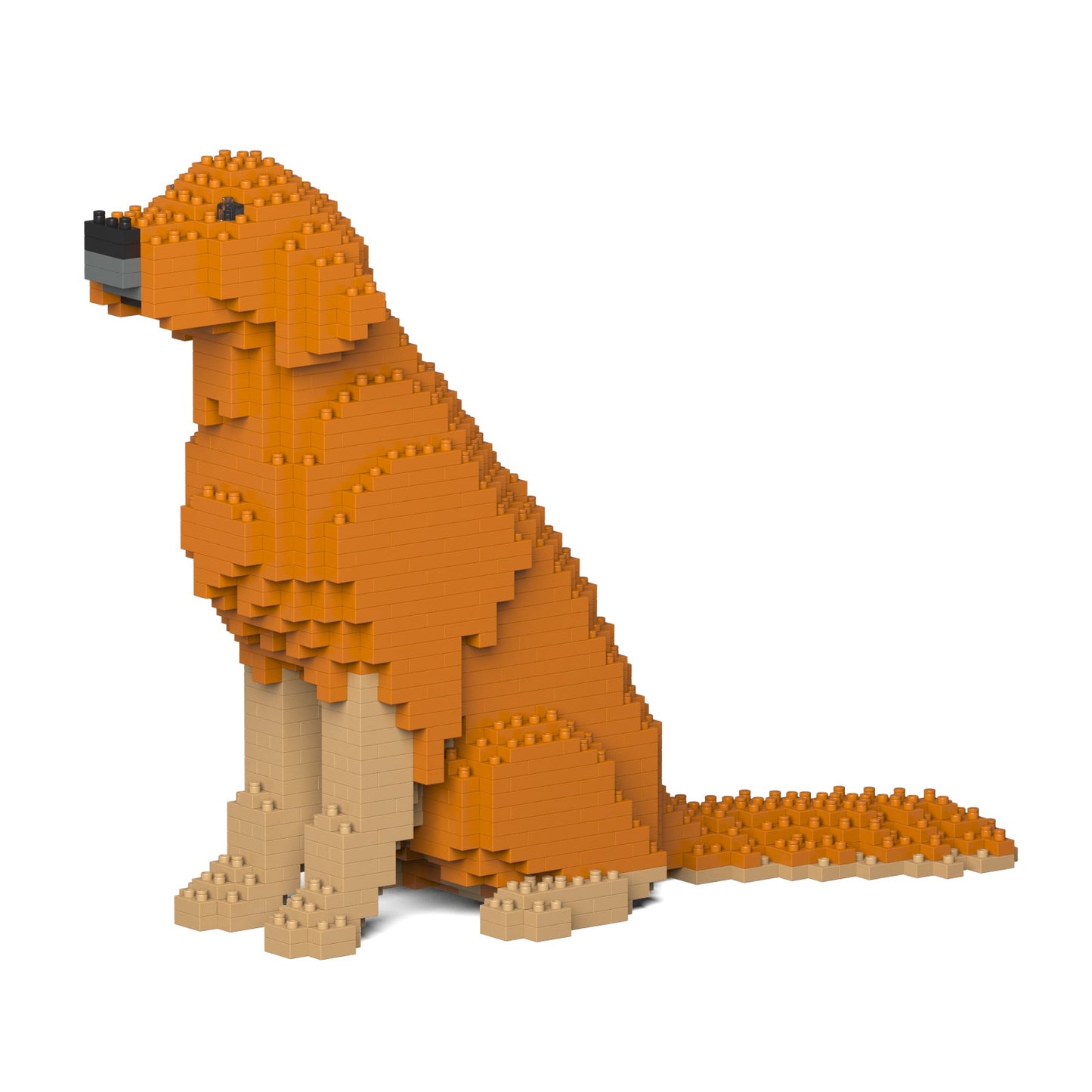 Golden Retriever 03-M02