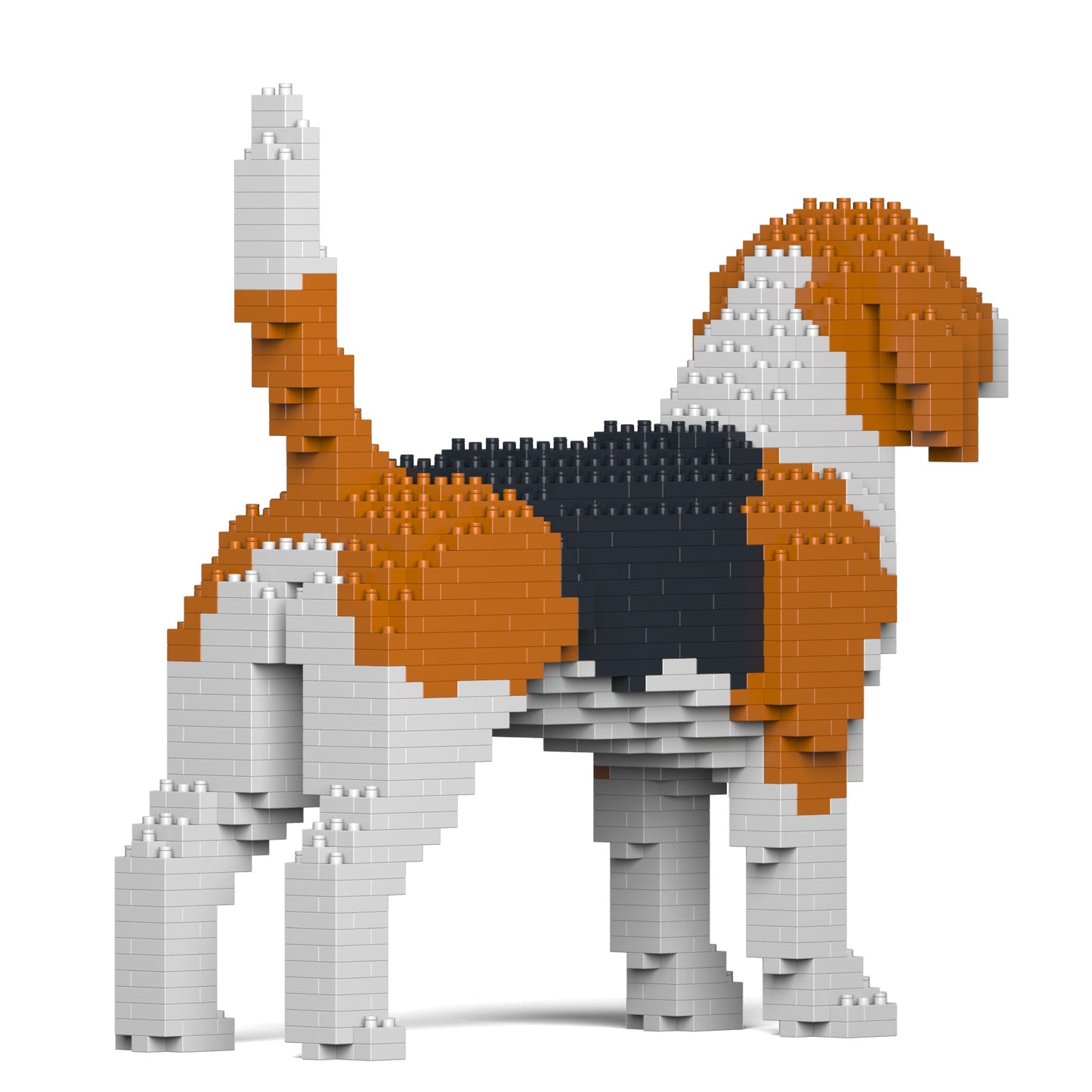 Beagle 01