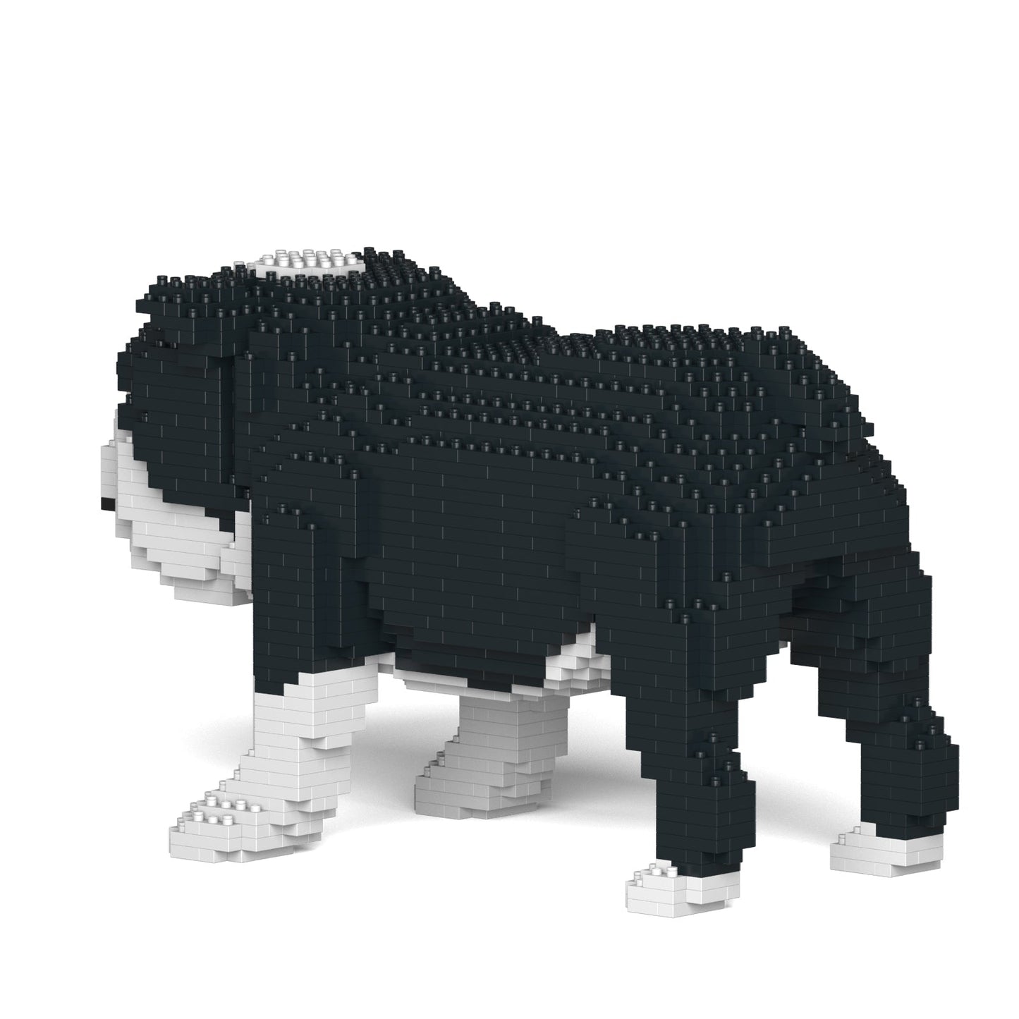 English Bulldog 01-M04