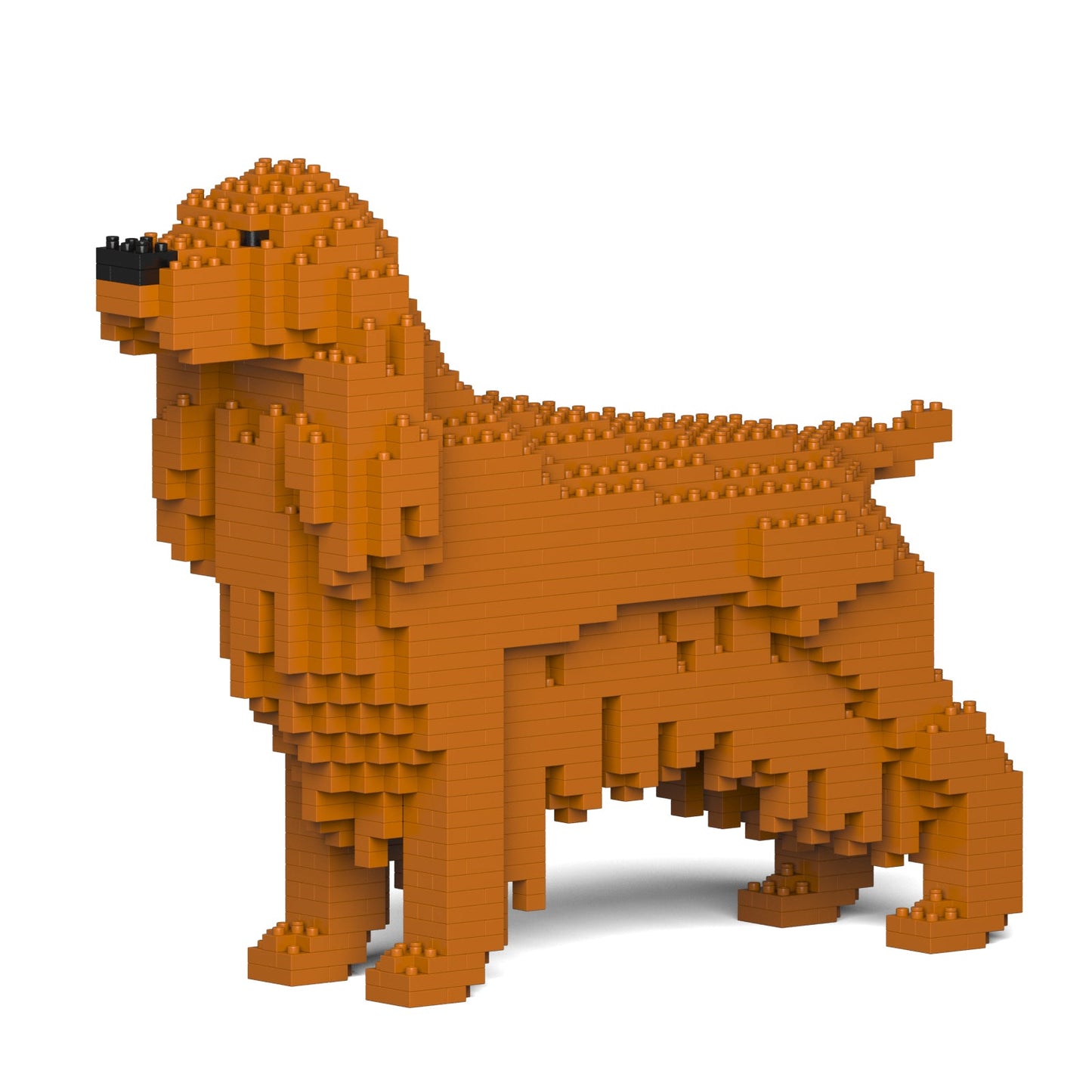 English Cocker Spaniel 01-M03