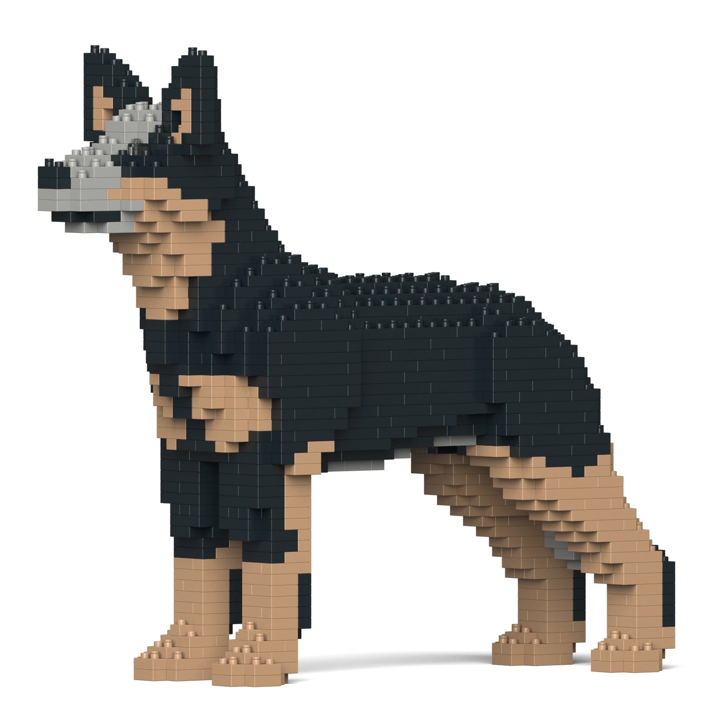 Australian Cattle Dog 01-M01