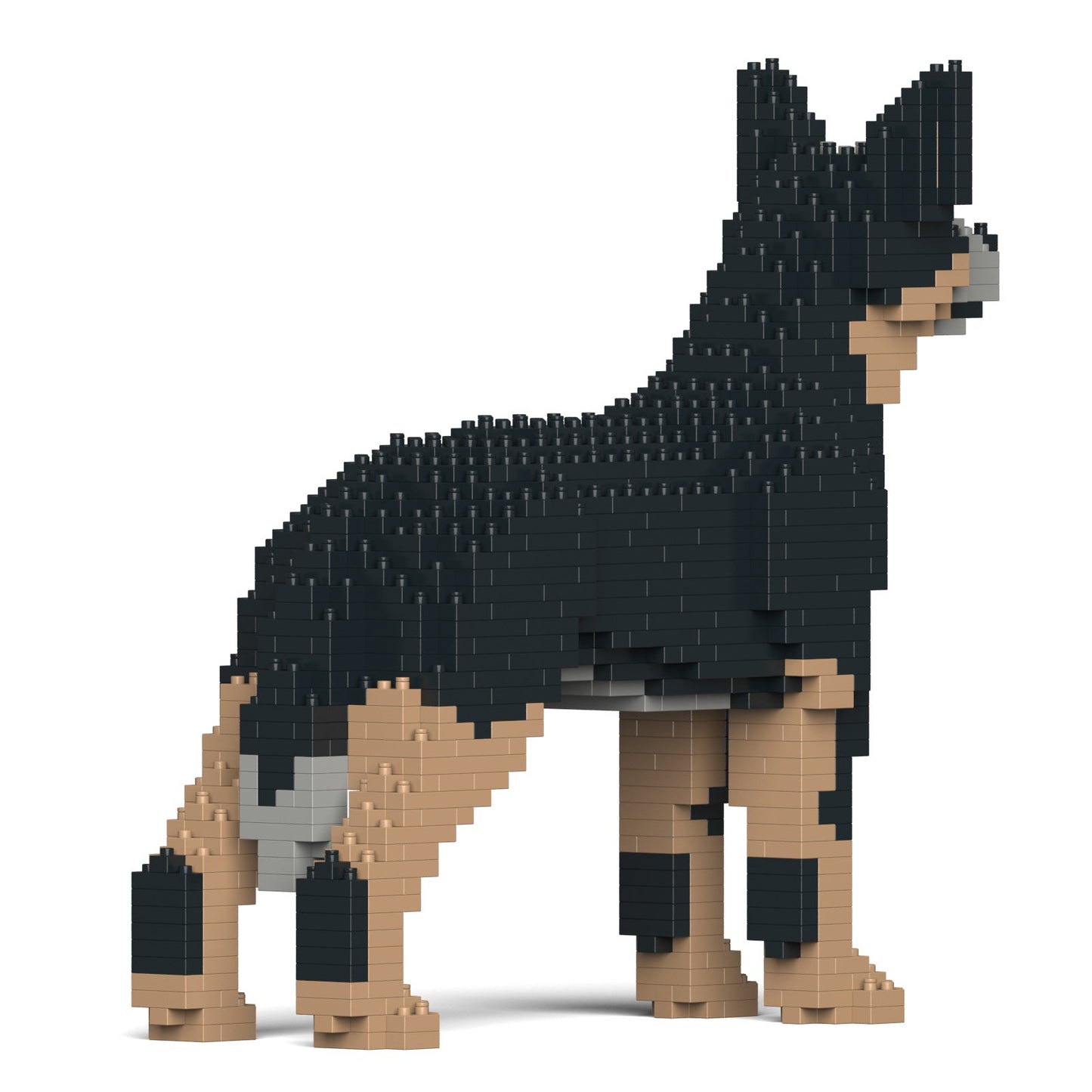 Australian Cattle Dog 01-M01