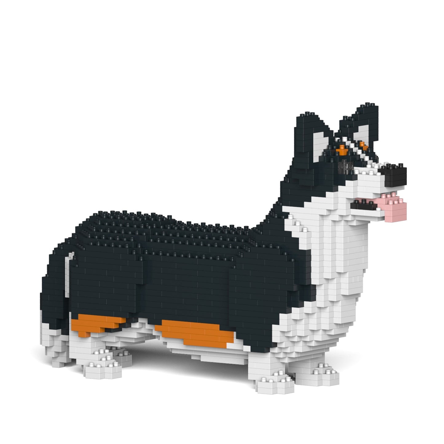 Welsh Corgi 02-M03